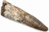 Fossil Spinosaurus Tooth - Real Dinosaur Tooth #376380-1